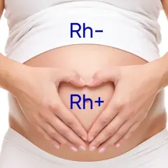 Brzuch ciężarnej z napisem Rh- na górze i Rh+ w sercu dłoni. Ilustruje potencjalny konflikt serologiczny.