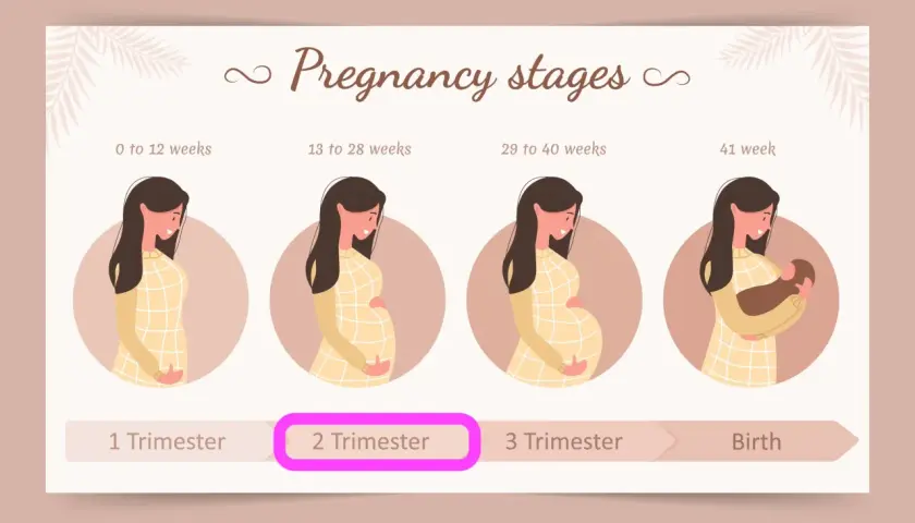 Ilustracja przedstawia etapy ciąży: od 0 do 12 tygodni, 13-28 tygodni (2 trymestr), 29-40 tygodni i 41 tydzień (narodziny).