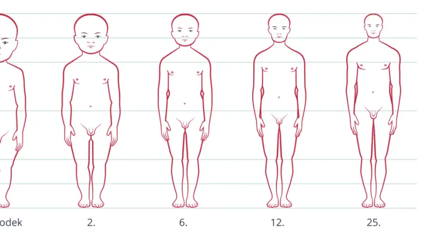 Ilustracja pokazuje etapy rozwoju niemowlaka i dziecka od noworodka do 25. roku życia, ukazując zmiany w proporcjach ciała.