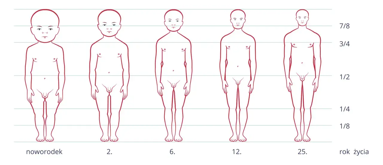 Ilustracja pokazuje etapy rozwoju niemowlaka i dziecka od noworodka do 25. roku życia, ukazując zmiany w proporcjach ciała.