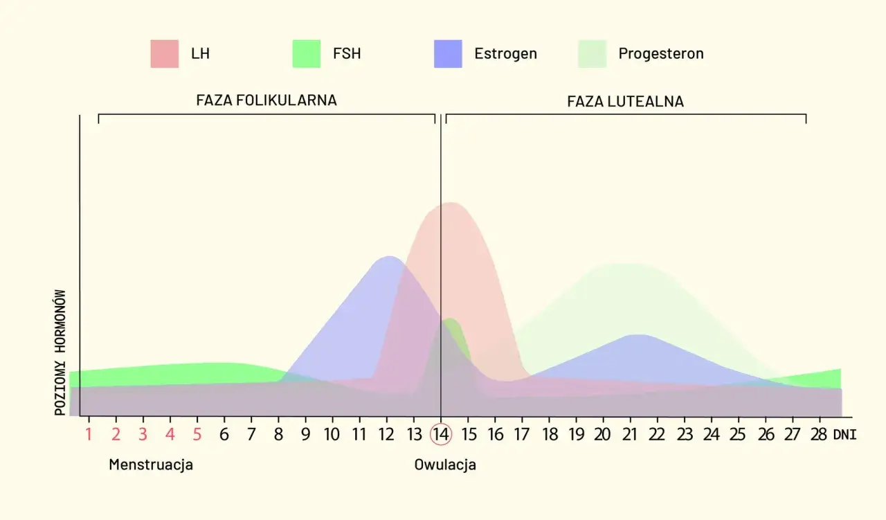 Wykres cyklu hormonalnego kobiety. Po okresie, w fazie folikularnej, rośnie estrogen, a przed owulacją szczyt LH. Dni płodne po okresie to czas największej płodności.
