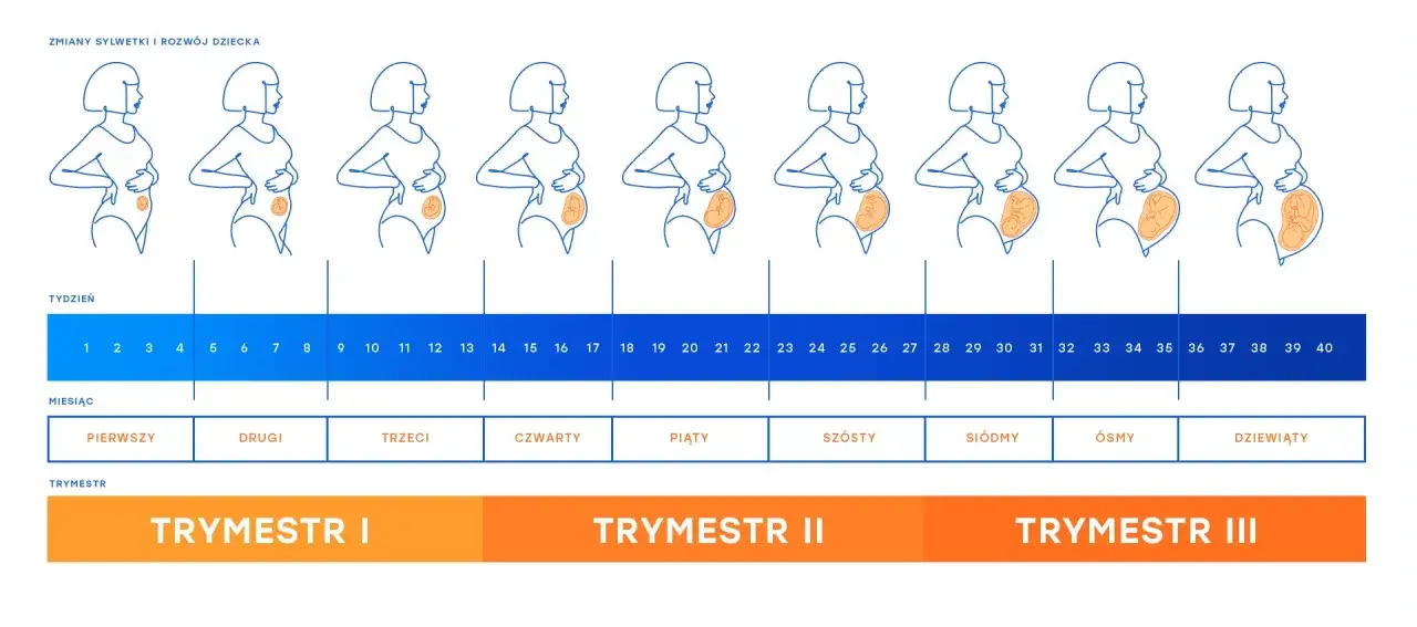 Zmiany sylwetki i rozwój dziecka tydzień po tygodniu. Ilustracje pokazują, kiedy wykonać badania prenatalne.