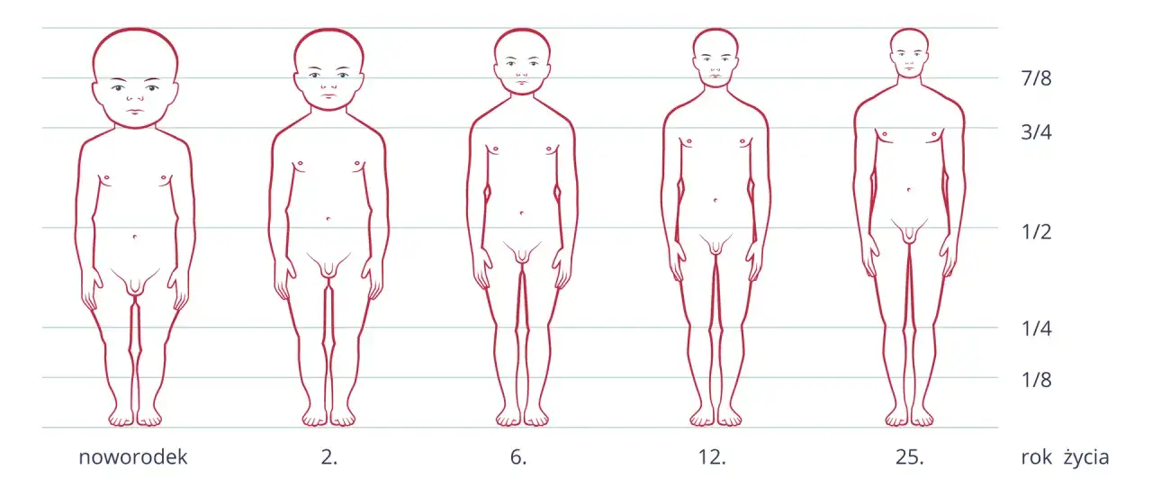 Ilustracja pokazuje etapy rozwoju niemowlaka i dziecka od noworodka do 25. roku życia, ukazując zmiany sylwetki.